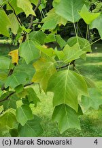 Liriodendron tulipifera Glen Gold