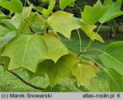 Liriodendron tulipifera Glen Gold