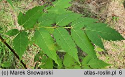 Dipteronia sinensis (dwuskrzydlak chiński )