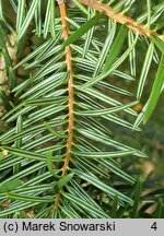 Abies cephalonica (jodła grecka)