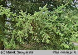 Abies cephalonica (jodła grecka)