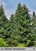 Abies cephalonica (jodła grecka)