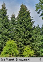 Abies cephalonica (jodła grecka)