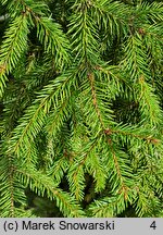 Picea obovata (świerk syberyjski)