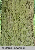 Abies nordmanniana (jodła kaukaska)