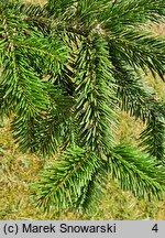 Abies nordmanniana (jodła kaukaska)