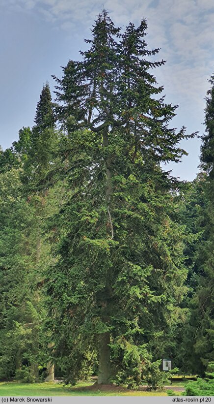 Abies nordmanniana (jodła kaukaska)