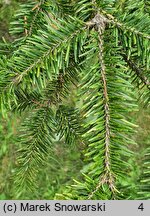 Abies balsamea (jodła balsamiczna)