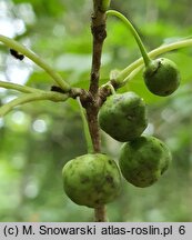 Rhamnus purshiana (szakłak amerykański)