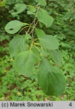 Rhamnus purshiana (szakłak amerykański)