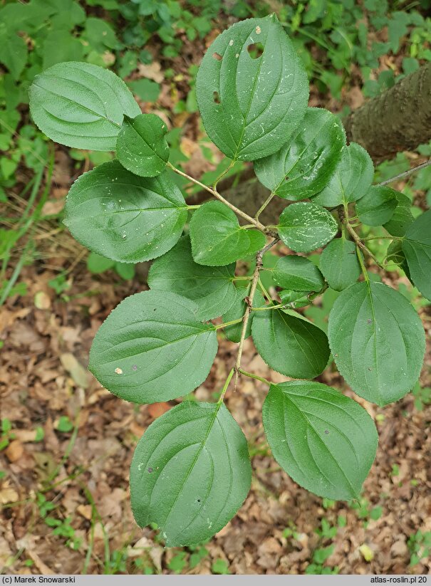 Rhamnus purshiana (szakłak amerykański)