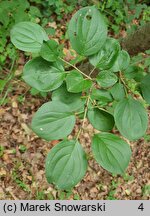 Rhamnus purshiana (szakłak amerykański)