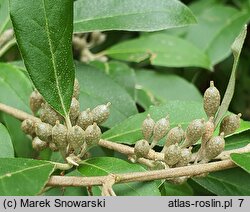 Shepherdia argentea (szeferdia srebrzysta)