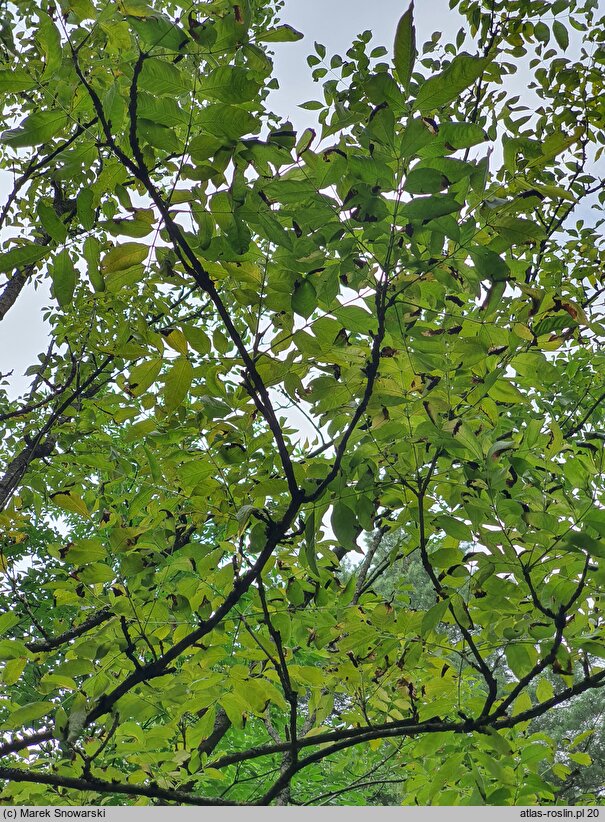 Fraxinus mandshurica (jesion mandżurski)