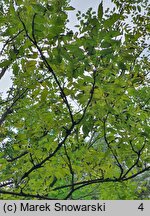 Fraxinus mandshurica (jesion mandżurski)