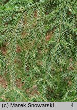 Picea rubens (świerk czerwony)