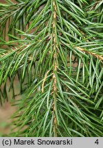 Picea rubens (świerk czerwony)