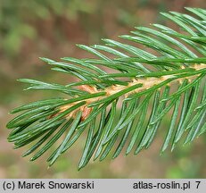 Picea rubens (świerk czerwony)