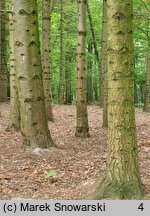 Abies grandis (jodła olbrzymia)