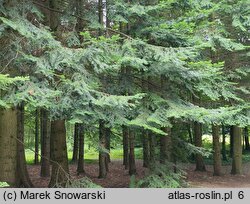 Abies grandis (jodła olbrzymia)