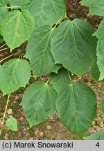 Acer davidii (klon Davida)