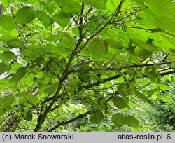 Acer davidii (klon Davida)