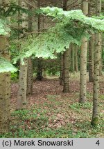 Abies procera (jodła szlachetna)