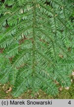 Abies procera (jodła szlachetna)