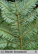 Abies procera (jodła szlachetna)