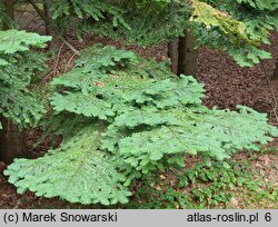 Abies procera (jodła szlachetna)