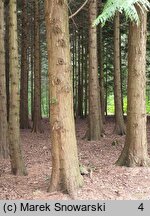 Thuja plicata (żywotnik olbrzymi)