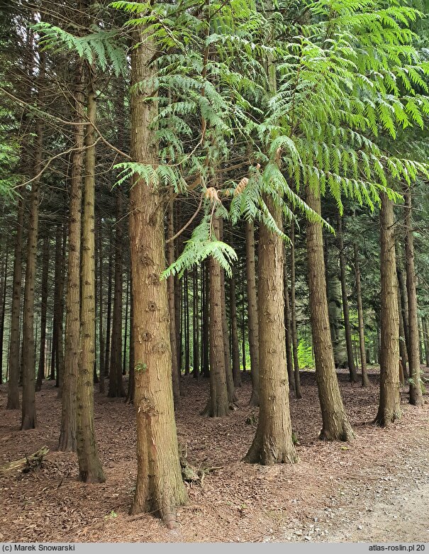 Thuja plicata (żywotnik olbrzymi)