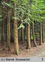 Thuja plicata (żywotnik olbrzymi)