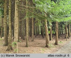 Thuja plicata (żywotnik olbrzymi)