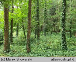 Larix gmelinii (modrzew dahurski)