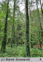 Larix gmelinii (modrzew dahurski)