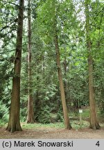 Thuja plicata (żywotnik olbrzymi)