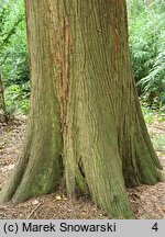 Thuja plicata (żywotnik olbrzymi)