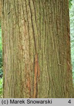 Thuja plicata (żywotnik olbrzymi)