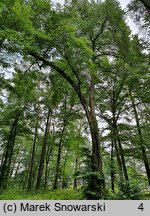 Tilia cordata (lipa drobnolistna)