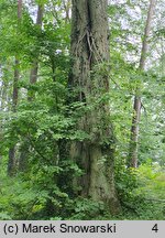 Tilia cordata (lipa drobnolistna)