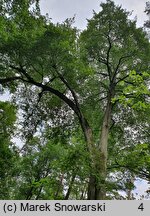 Tilia cordata (lipa drobnolistna)