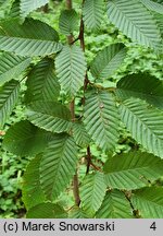 Carpinus cordata (grab sercowaty)