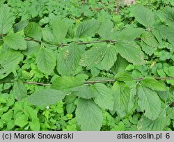 Sorbus aria (jarząb mączny)