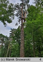 Pinus sylvestris (sosna zwyczajna)