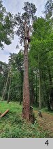 Pinus sylvestris (sosna zwyczajna)