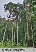 Pinus sylvestris (sosna zwyczajna)