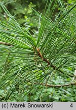 Pinus cembra var. sibirica (sosna limba odmiana syberyjska)