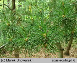 Pinus parviflora (sosna drobnokwiatowa)