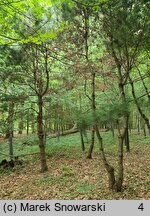 Pinus parviflora (sosna drobnokwiatowa)